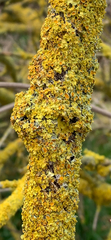 Xanthoria parietina