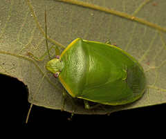 Glaucias amyoti