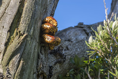 Pholiota glutinosa
