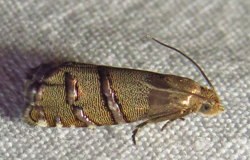 Eastern Pine Seedworm Moth photo 3