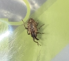 Hypera postica