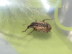 Hypera postica