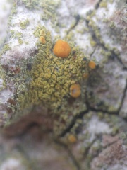 Polycauliona phlogina