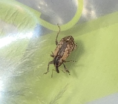 Hypera postica