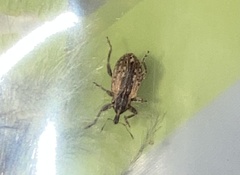 Hypera postica