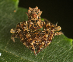 Arkys dilatatus