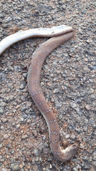 Platyceps plinii