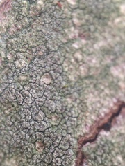 Lecanora confusa