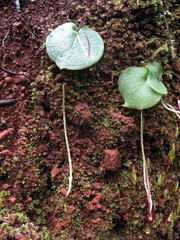 Corybas recurvus