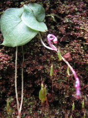 Corybas recurvus
