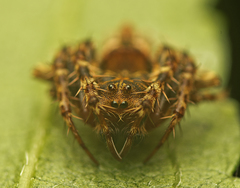 Arkys dilatatus