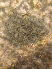 Pseudosagedia aenea