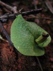 Corybas recurvus