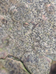 Pseudoschismatomma rufescens