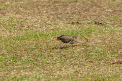 Leiolepis belliana