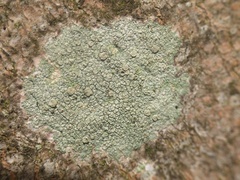 Lecanora confusa