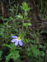 Scaevola microphylla