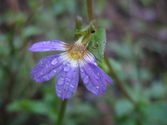Scaevola microphylla