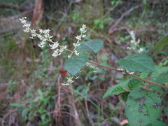 Trymalium odoratissimum