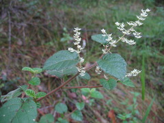 Trymalium odoratissimum