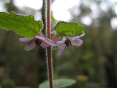 Tremandra stelligera