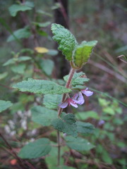Tremandra stelligera