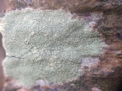 Lecanora confusa