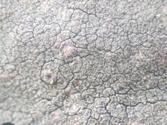 Lecanora confusa