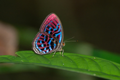 Paralaxita damajanti