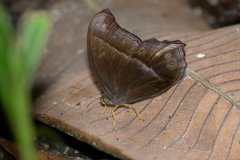 Coelites epiminthia