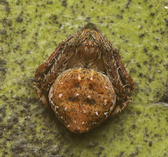 Araneus acuminatus