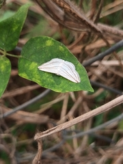 Scopula opicata