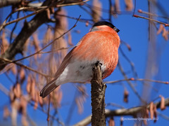 Pyrrhula pyrrhula