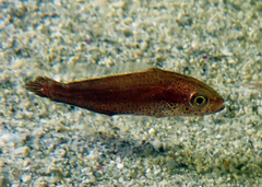Aplodactylus westralis
