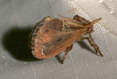 Adoneta spinuloides image