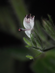 Andrographis echioides