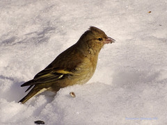 Fringilla coelebs