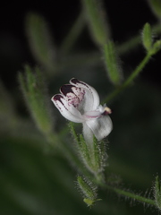 Andrographis echioides