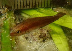 Aplodactylus westralis