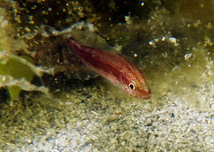 Aplodactylus westralis