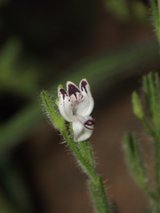 Andrographis echioides