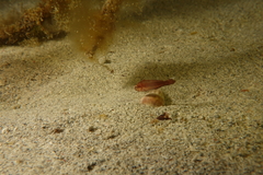 Aplodactylus westralis