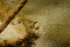 Aplodactylus westralis