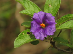 Lycianthes lycioides