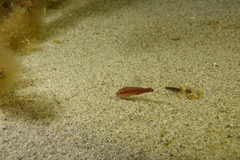 Aplodactylus westralis