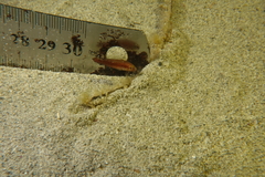 Aplodactylus westralis