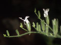 Andrographis echioides