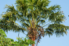 Pholidocarpus macrocarpus