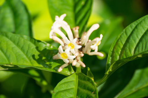 Chassalia curviflora (Wall.) Thwaites