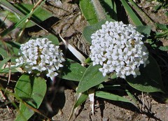 Mitracarpus megapotamicus